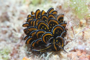 sea-slugs-11