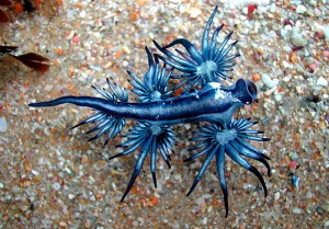sea-slugs-2