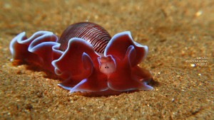 sea-slugs-23