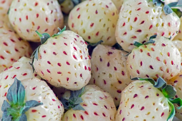 Are-Pineberries-the-New-Strawberries-620x413